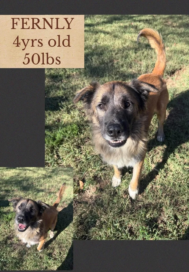 An adult medium-sized male Mixed Breed dog named Fernly for adoption in Holbrook, NY