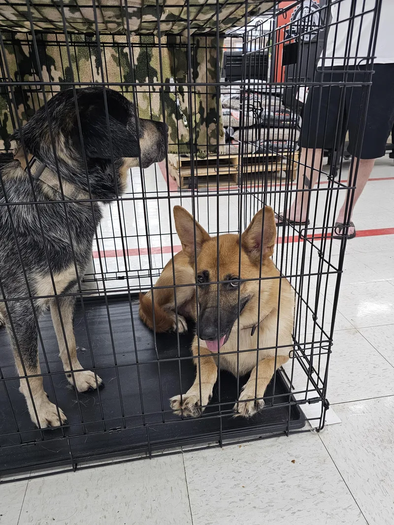 A young medium-sized female Yellow / Tan / Blond / Fawn Belgian Shepherd / Malinois dog named Angel for adoption in Columbia, MO