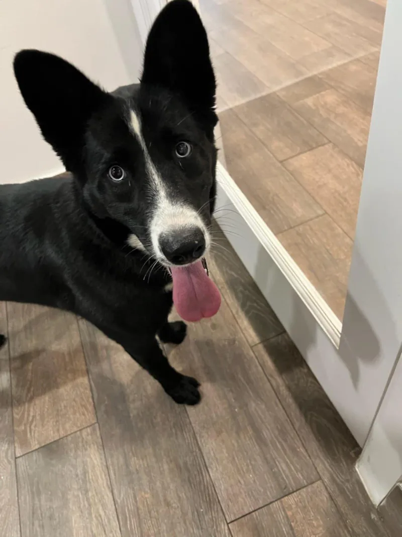 An adult medium-sized female Shepherd dog named Molly for adoption in Mcallen, TX
