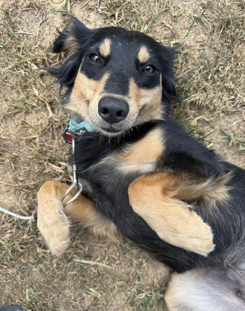 A young medium-sized female Australian Shepherd dog named Teddi for adoption in Franklin, TN