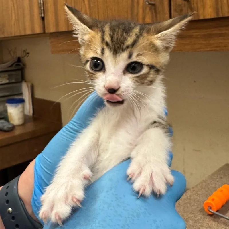 A baby small-sized male White Domestic Short Hair cat named Higgins for adoption in Birmingham, AL
