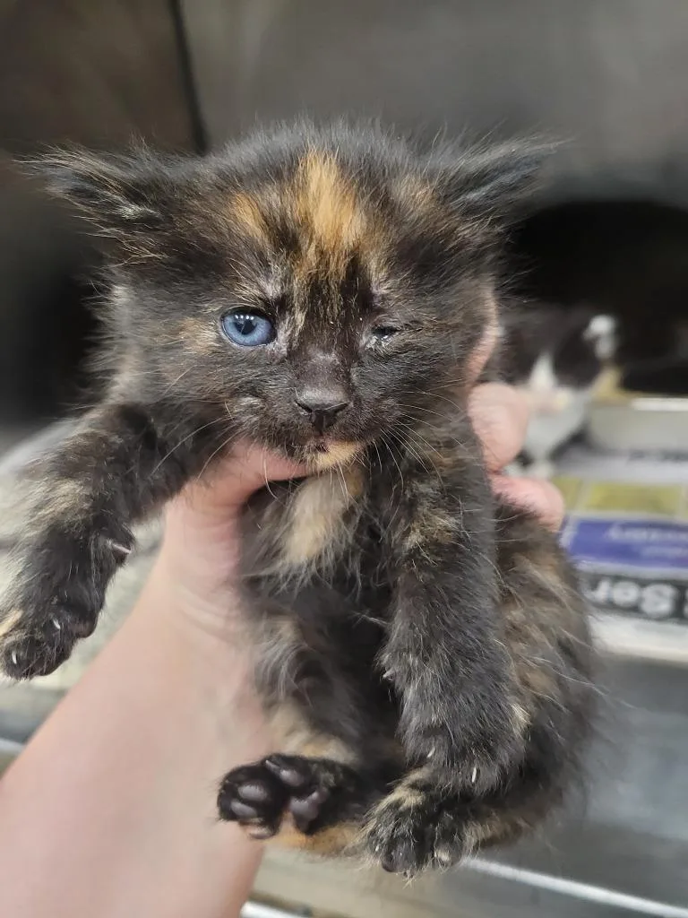 A baby small-sized female Domestic Short Hair cat named Mavis for adoption in Angola, IN