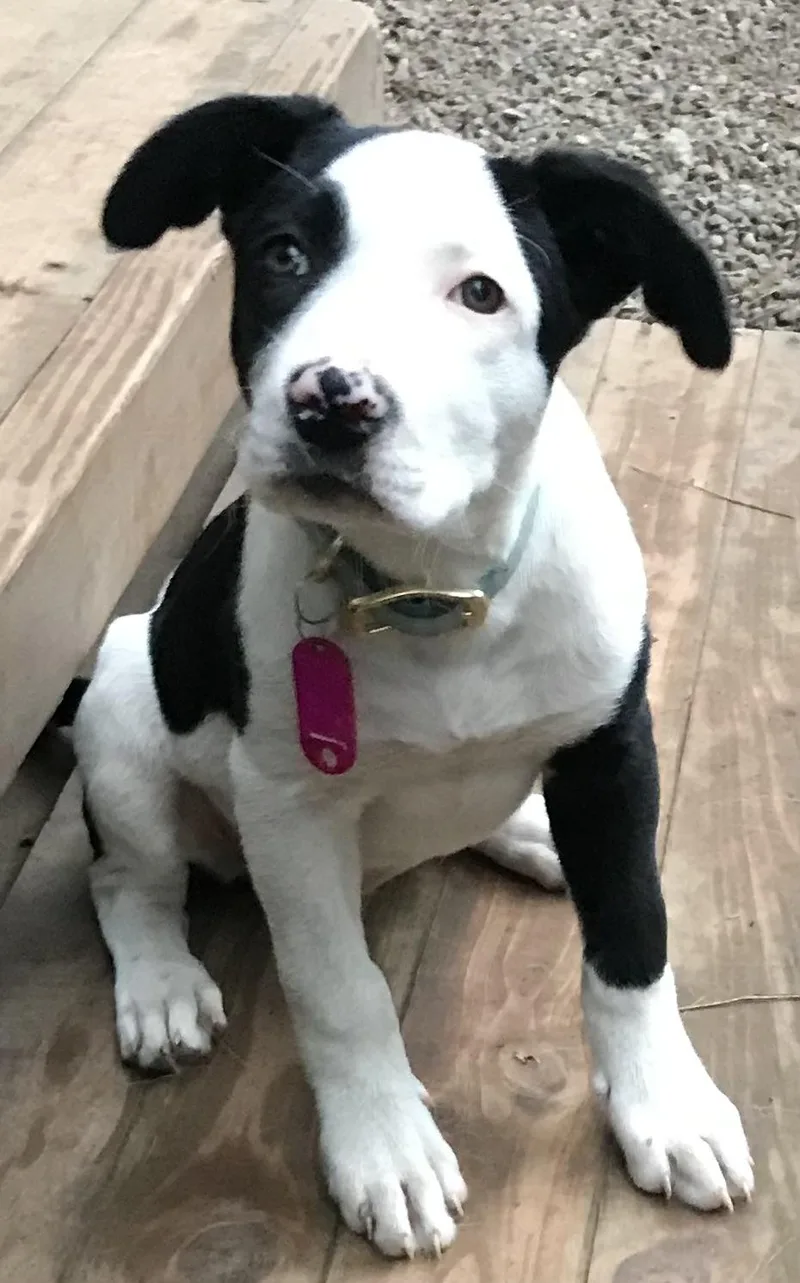 Elsie