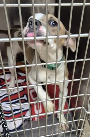 A young small-sized male Pit Bull Terrier dog named Pup Tart for adoption in Decatur, IL