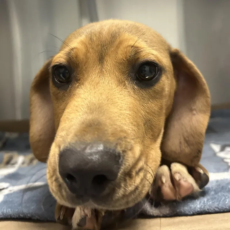 A baby small-sized male Yellow / Tan / Blond / Fawn Hound dog named Grover for adoption in Greenville, SC