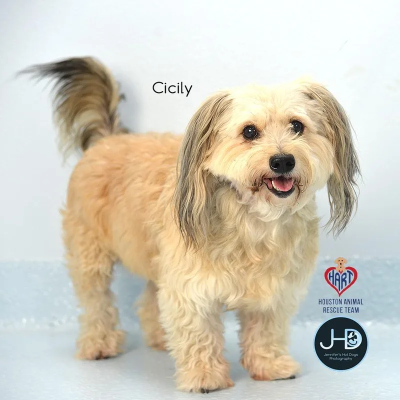 An adult small-sized male Terrier dog named Pugsli for adoption in Hockley, TX