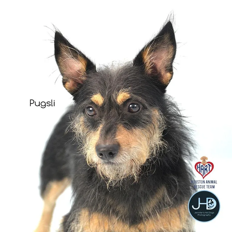 Pugsli thumbnail 4