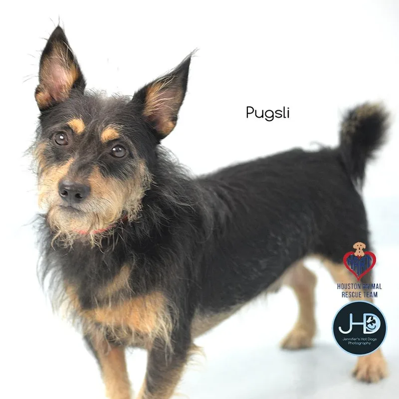 Pugsli thumbnail 6
