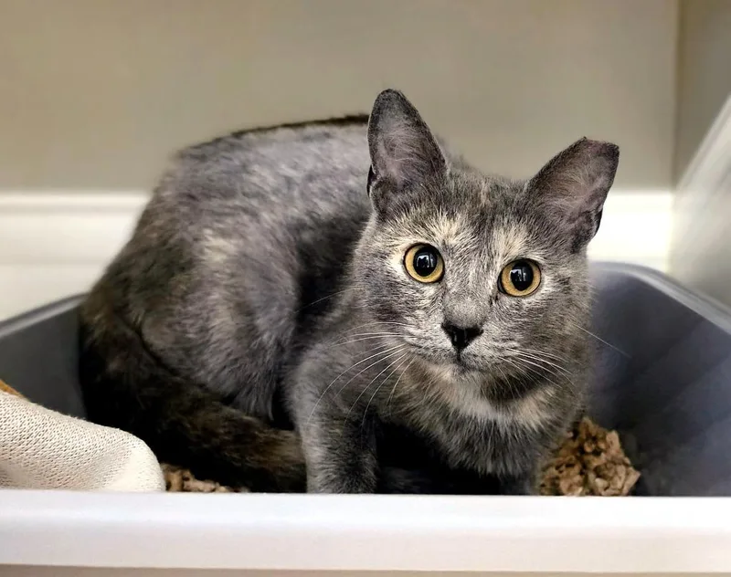 A young medium-sized female Domestic Short Hair cat named Working Cat: Sugar for adoption in Bloomington, IN