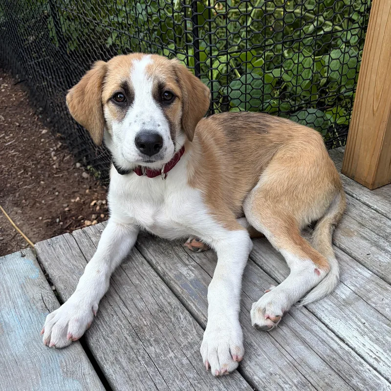 A baby large-sized female Yellow / Tan / Blond / Fawn Great Pyrenees dog named Apple Armstrong Local for adoption in Andover, MA