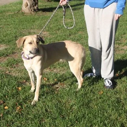 A young medium-sized female Anatolian Shepherd dog named Nike for adoption in Elk Grove Village, IL