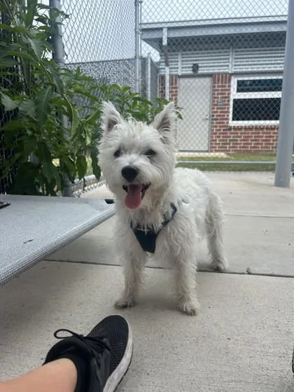 An adult small-sized male West Highland White Terrier / Westie dog named Bubba for adoption in Manteo, NC