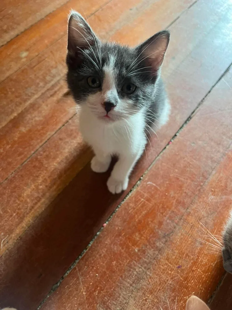 A baby medium-sized male Domestic Short Hair cat named Turkey for adoption in Sioux Falls, SD