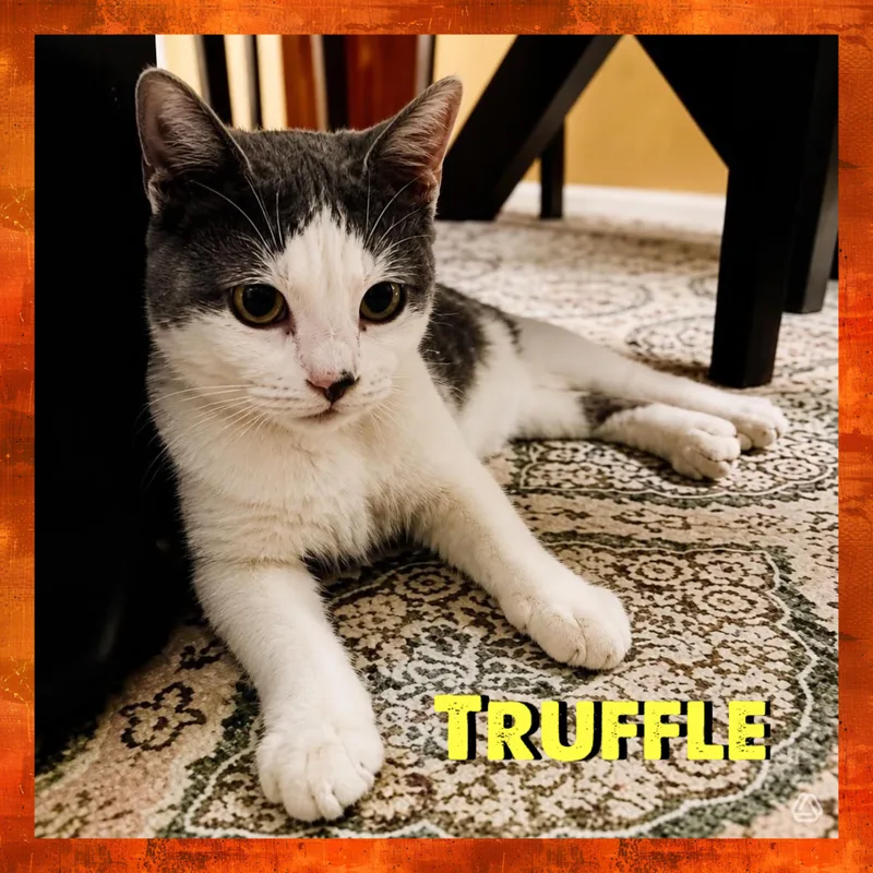 A baby medium-sized female Gray & White Domestic Short Hair cat named Truffle for adoption in Red Lodge, MT