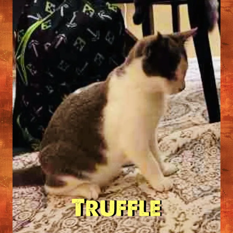 Truffle thumbnail 2