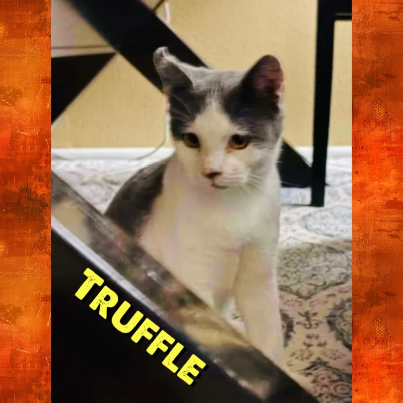 Truffle thumbnail 3