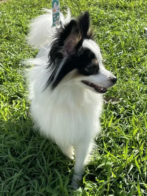 Patchesniko