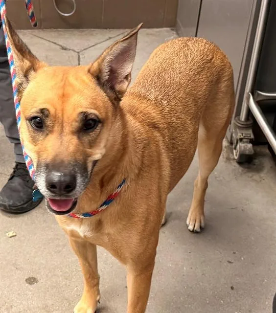 A young large-sized female German Shepherd Dog dog named Penny for adoption in Tucson, AZ