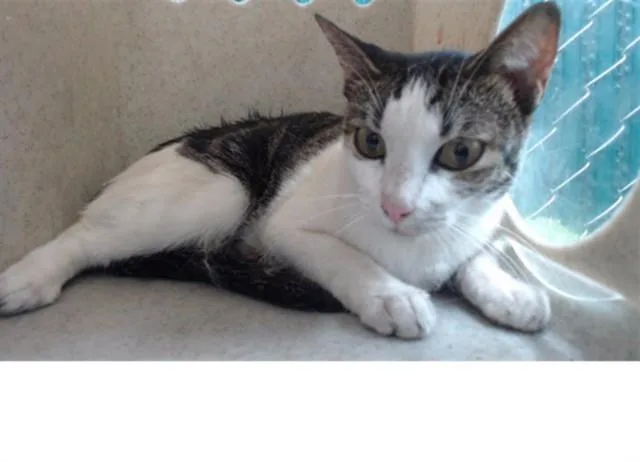 An adult medium-sized female Domestic Short Hair cat named Tara for adoption in Downey, CA