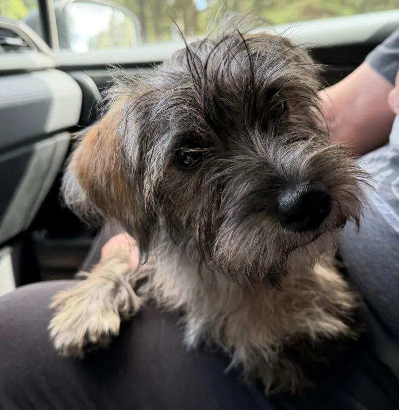 A young medium-sized female Brindle Wirehaired Terrier dog named Lola for adoption in Lawrenceville, GA