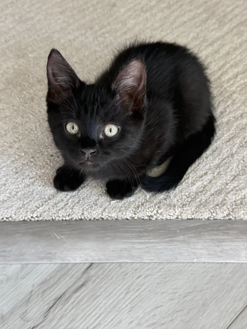 A baby medium-sized female Domestic Medium Hair cat named Luna Stone for adoption in Rosenberg, TX