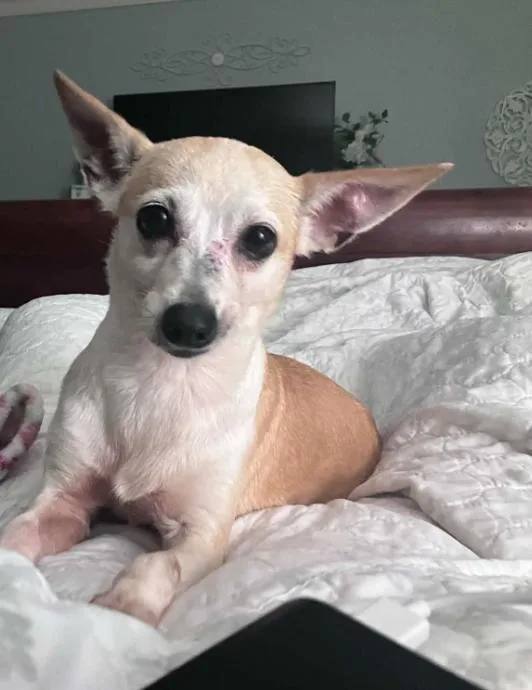A senior small-sized female Chihuahua dog named Ginger in TX for adoption in Cranston, RI