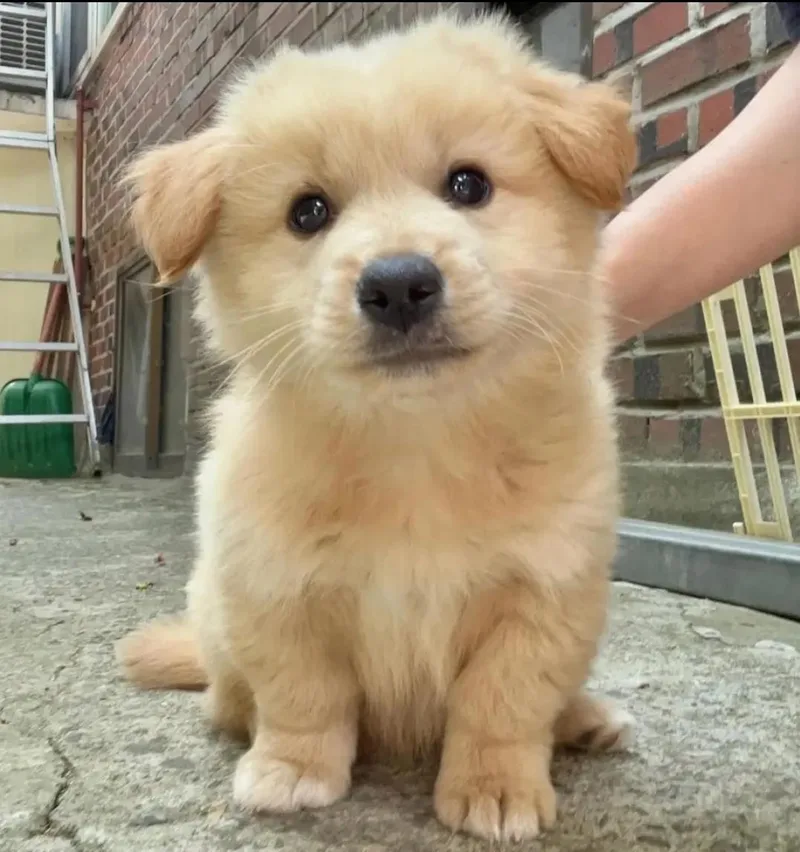A young medium-sized male Golden Retriever dog named Andie for adoption in Kittanning, PA