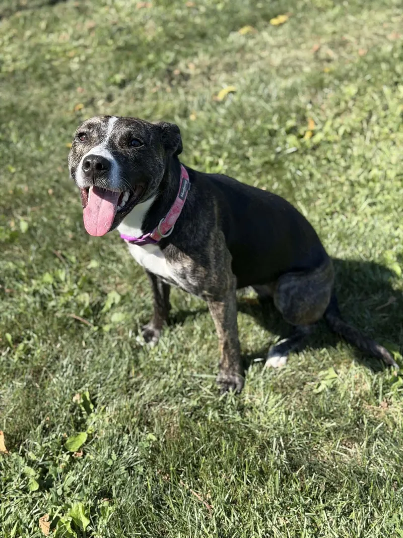 An adult medium-sized female Black Terrier dog named Willow for adoption in Chambersburg, PA