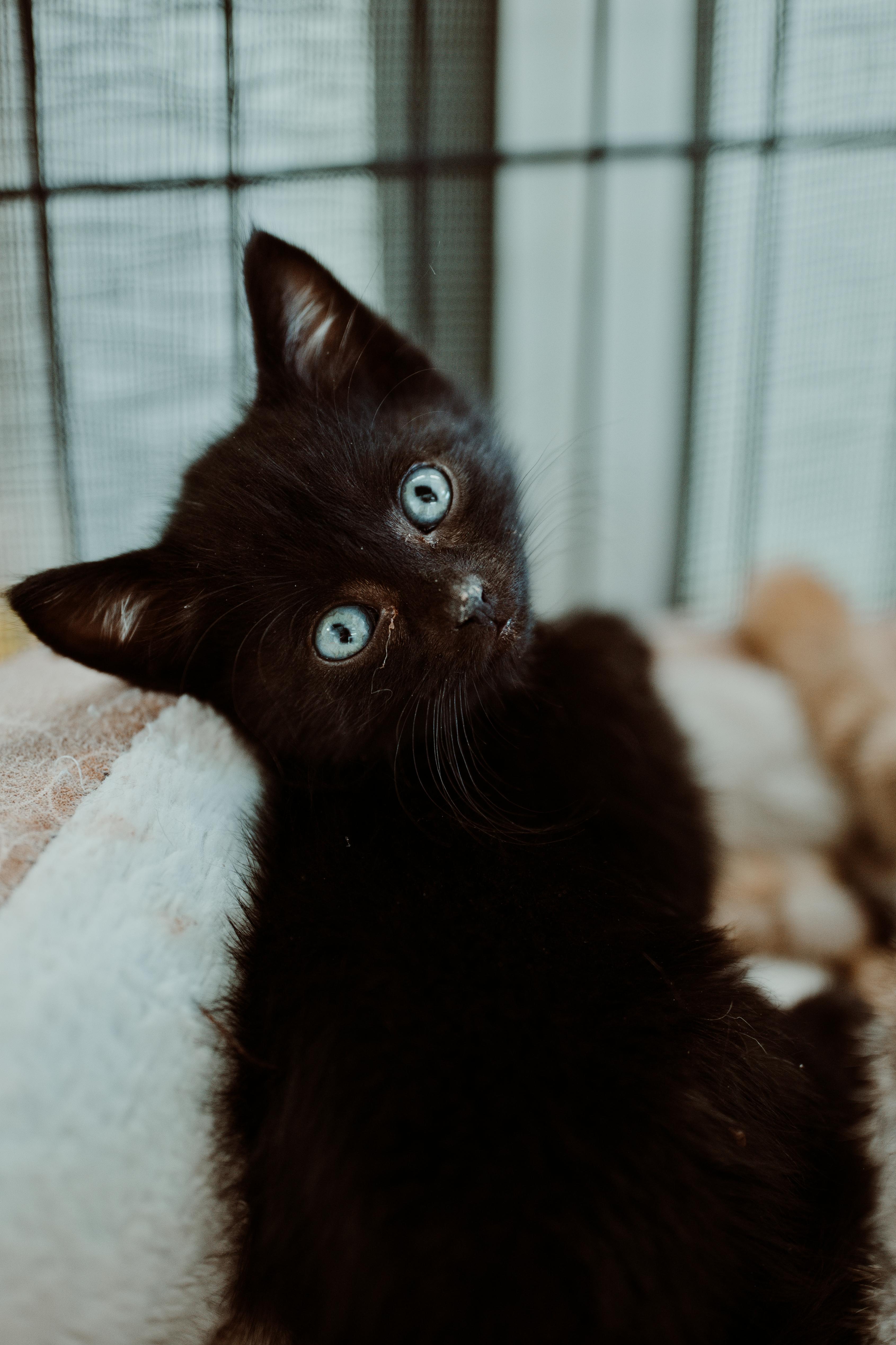 A baby medium-sized male Black Domestic Short Hair cat named Lunar for adoption in Le Mars, IA