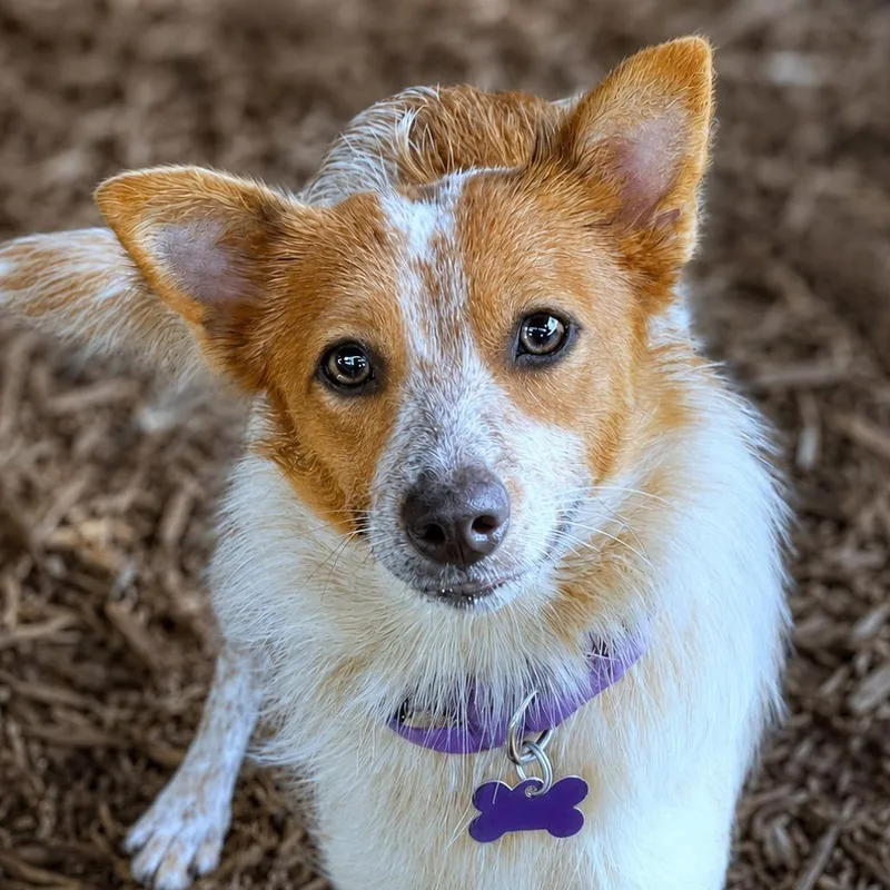 A young small-sized female Red / Chestnut / Orange Chihuahua dog named Strawberry Shortcake for adoption in Boerne, TX