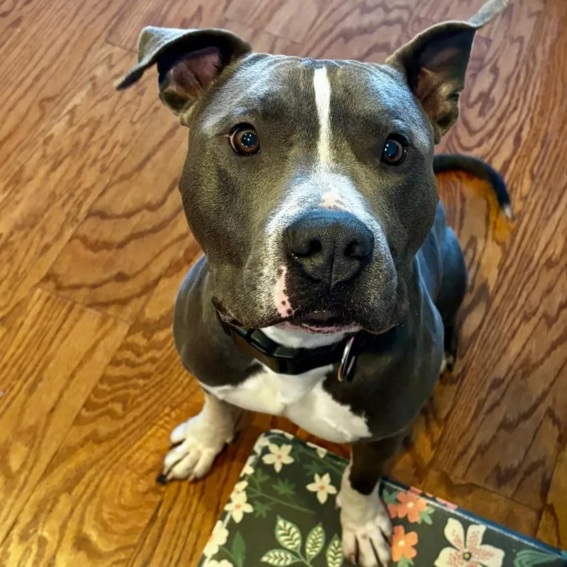 Louie