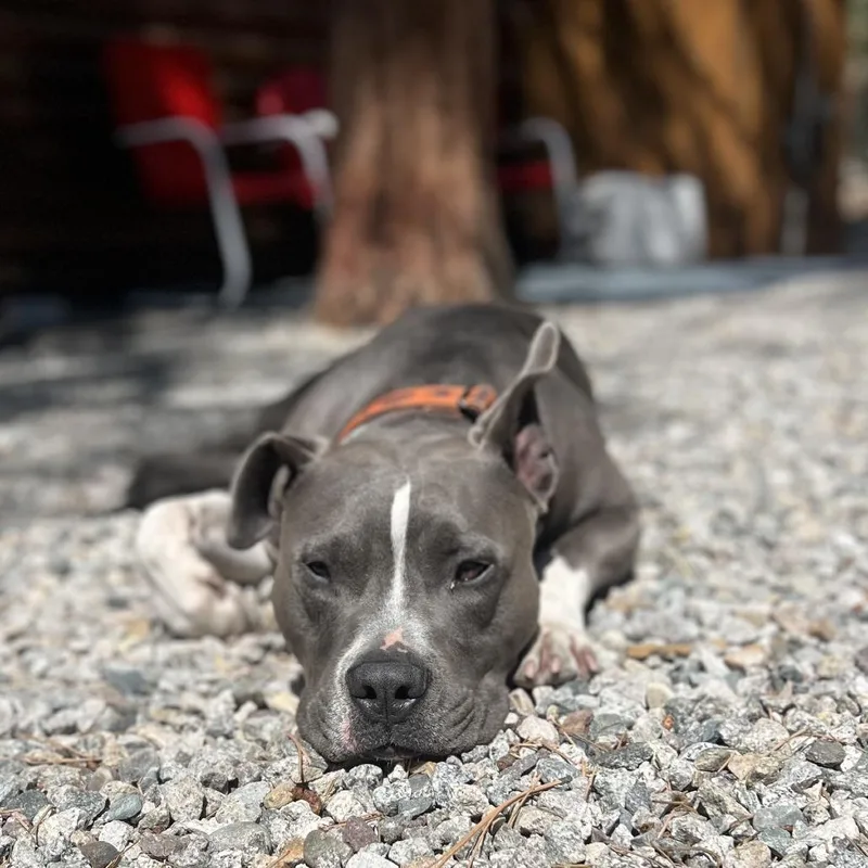 Louie thumbnail 3