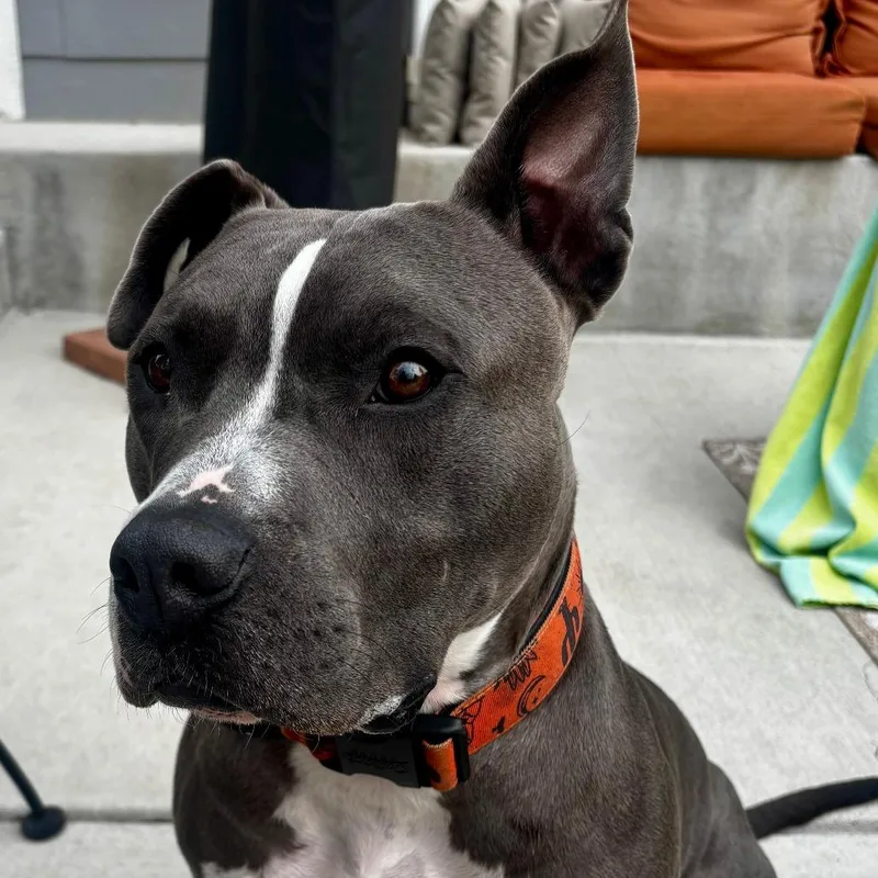 Louie thumbnail 4