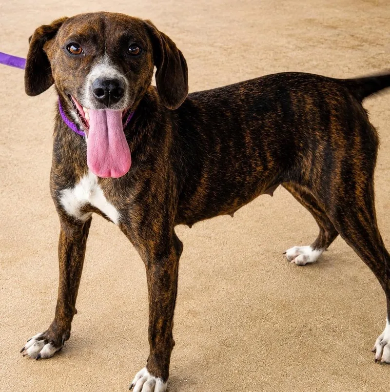 A young medium-sized female Beagle dog named Louise for adoption in North Syracuse, NY
