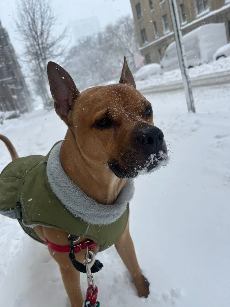 Tom Nook thumbnail 2