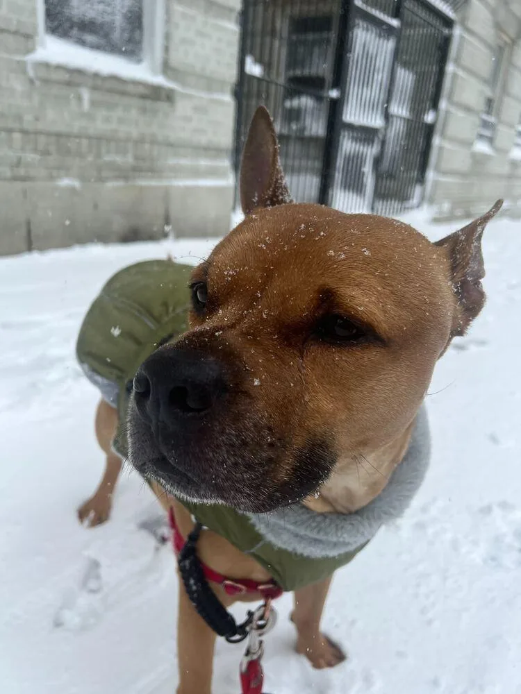 Tom Nook thumbnail 3