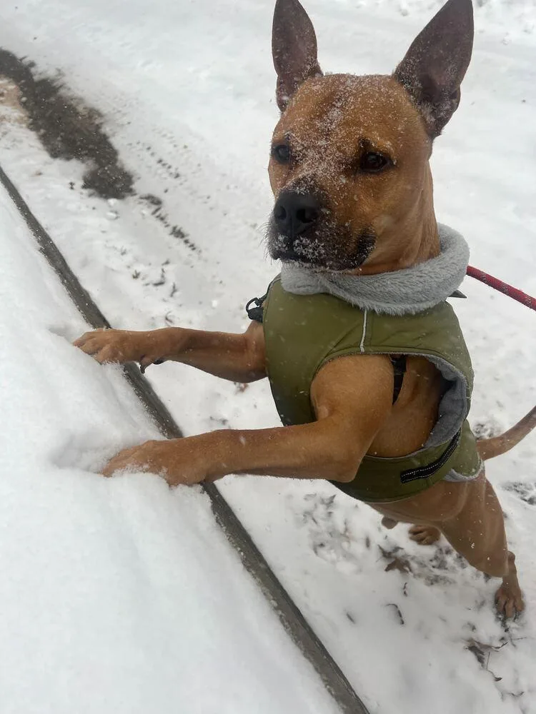 Tom Nook thumbnail 4