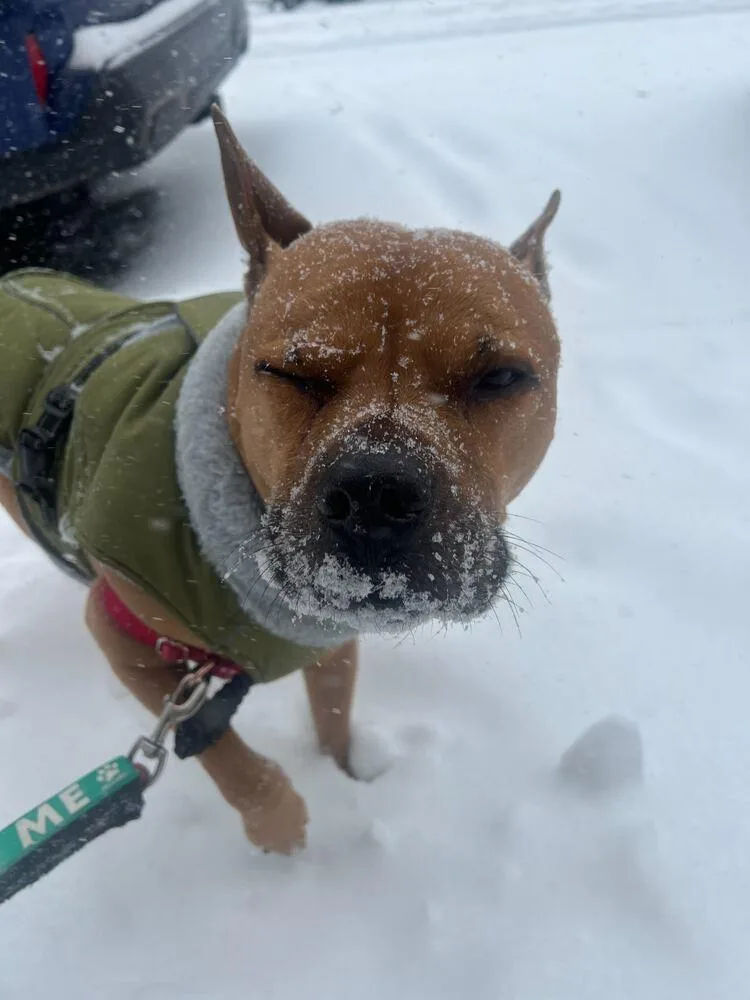 Tom Nook thumbnail 5