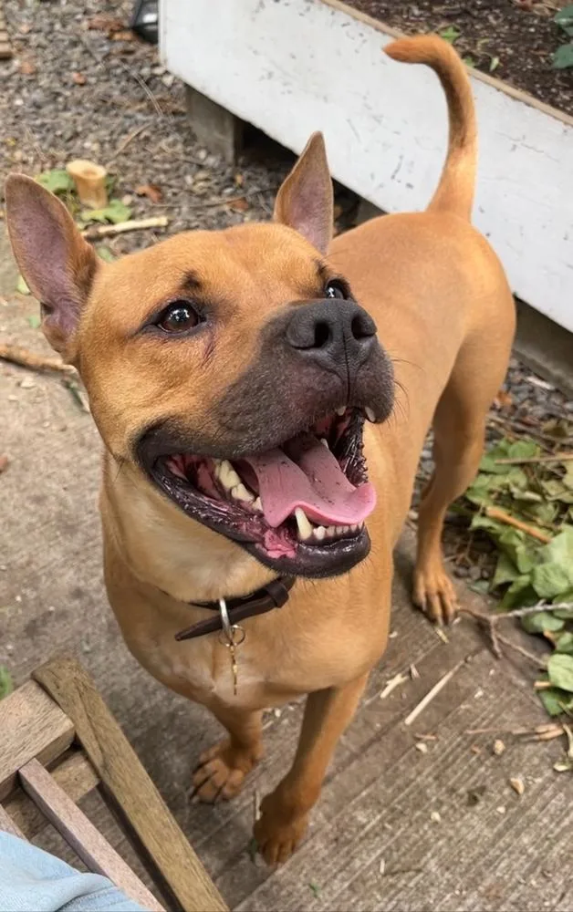 Tom Nook thumbnail 6