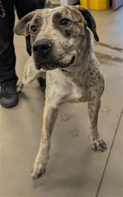 An adult large-sized male German Shorthaired Pointer dog named Rigby for adoption in Phoenix, AZ