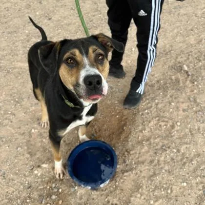 An adult large-sized female Shepherd dog named Mama Odie for adoption in El Paso, TX