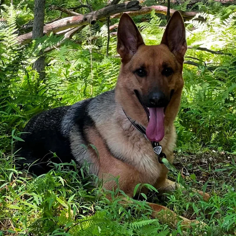 An adult large-sized female Black German Shepherd Dog dog named Brandy for adoption in New Ringgold, PA