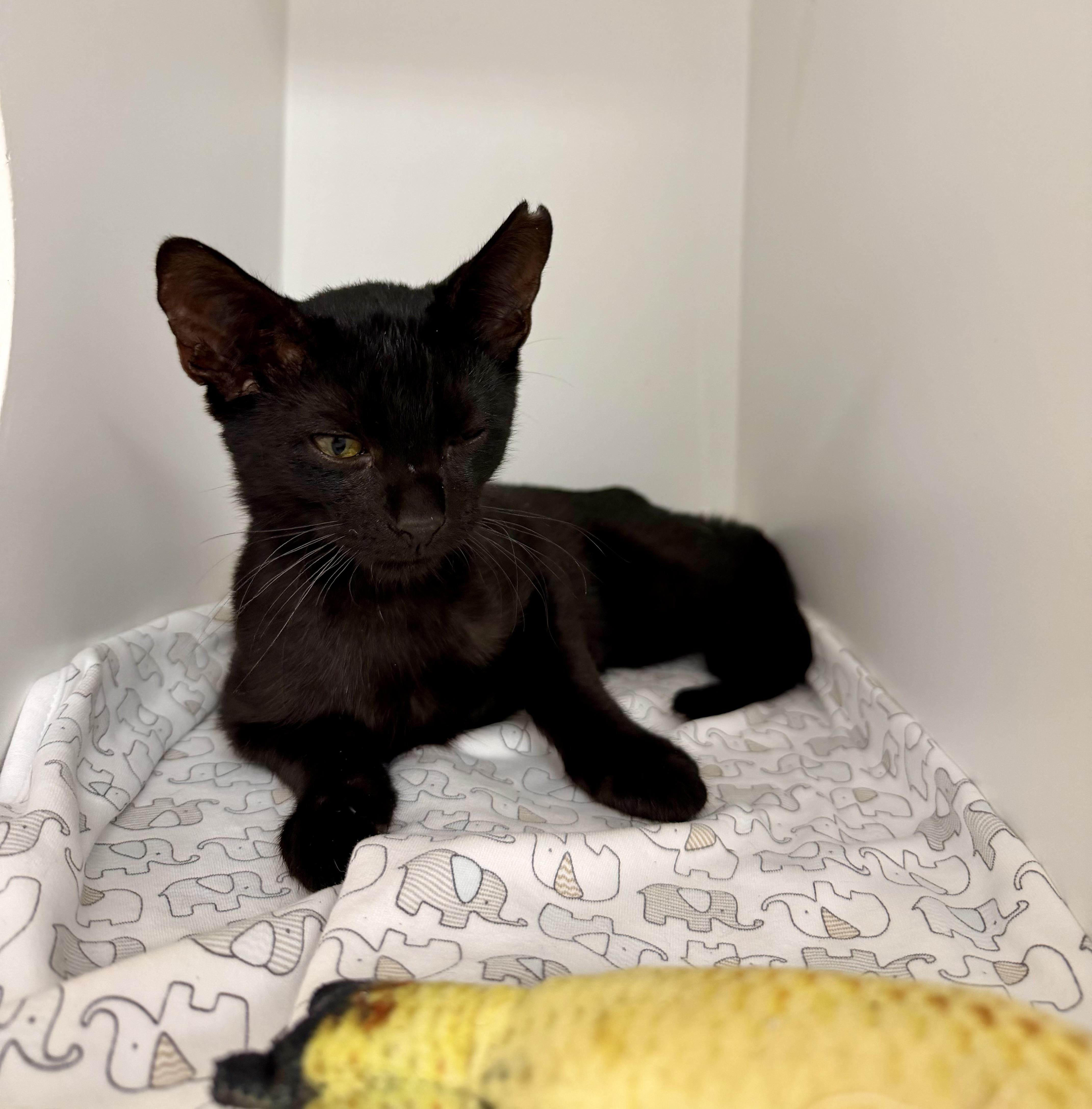 A baby small-sized male Domestic Short Hair cat named Pocus for adoption in Honolulu, HI