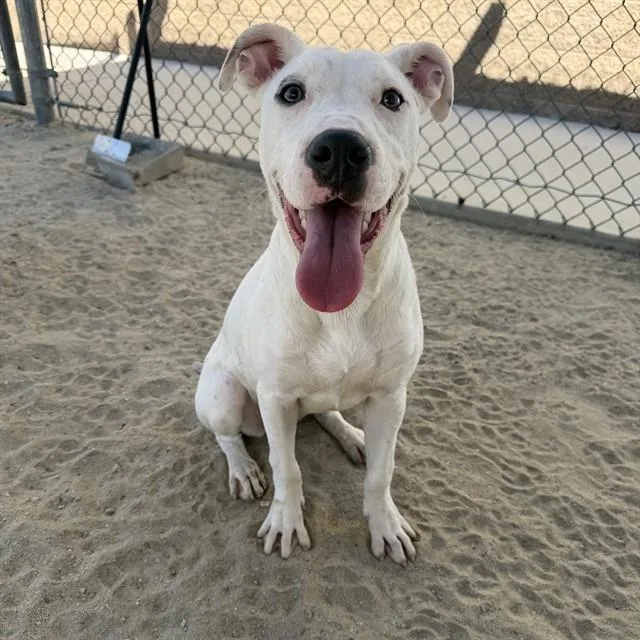 A baby medium-sized female Bull Terrier dog named Teddie for adoption in Thousand Palms, CA