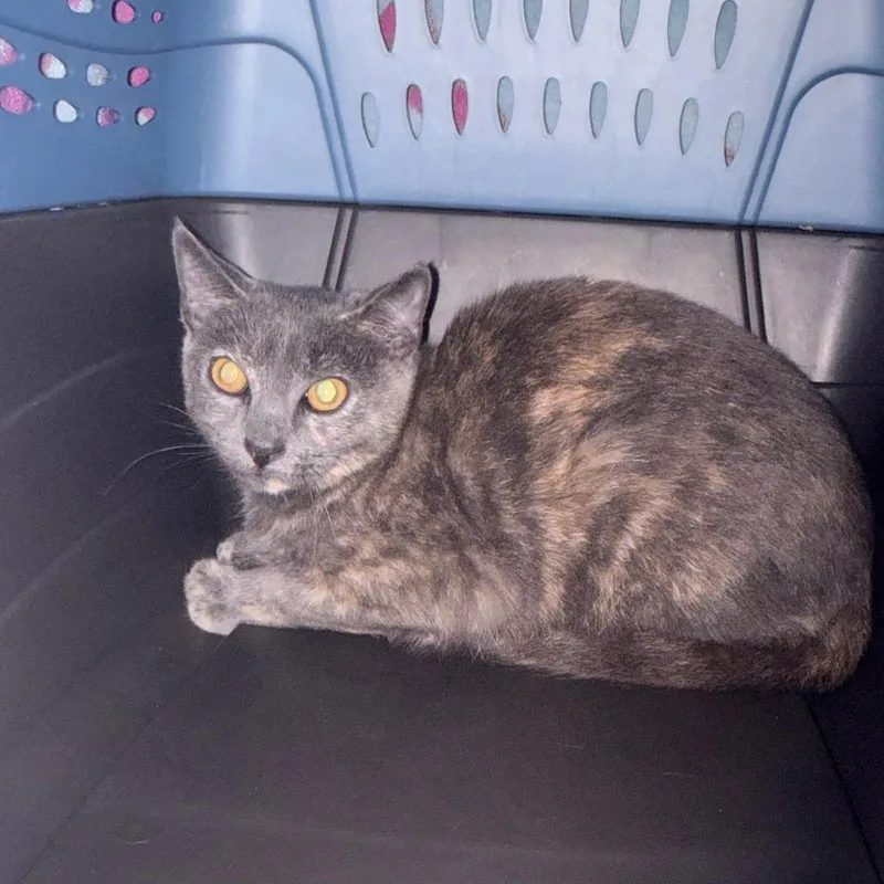 A baby medium-sized female Gray / Blue / Silver Domestic Short Hair cat named Lefty for adoption in Newark, NJ