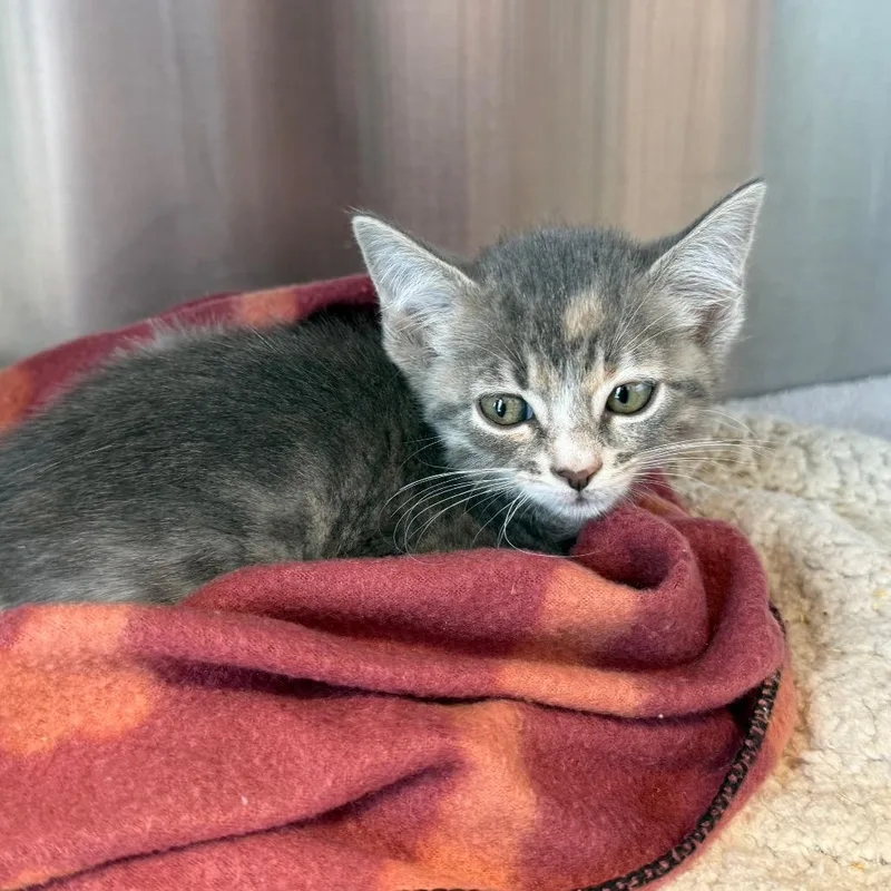 A baby small-sized female Gray / Blue / Silver Domestic Medium Hair cat named Morgan for adoption in Madisonville, TN