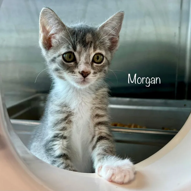 Morgan thumbnail 3