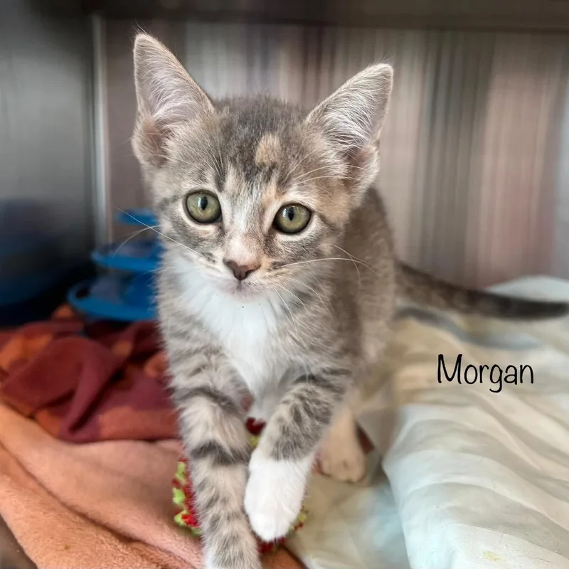 Morgan thumbnail 4