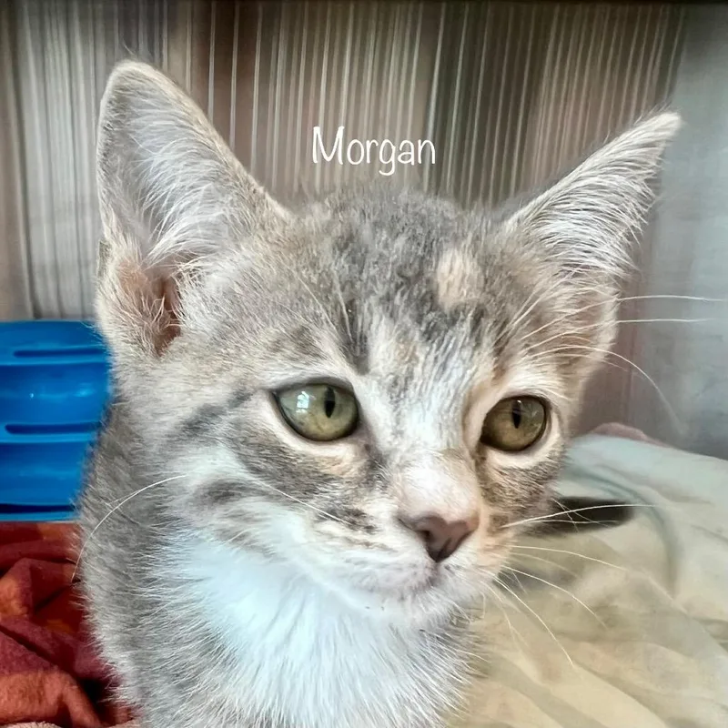 Morgan thumbnail 5