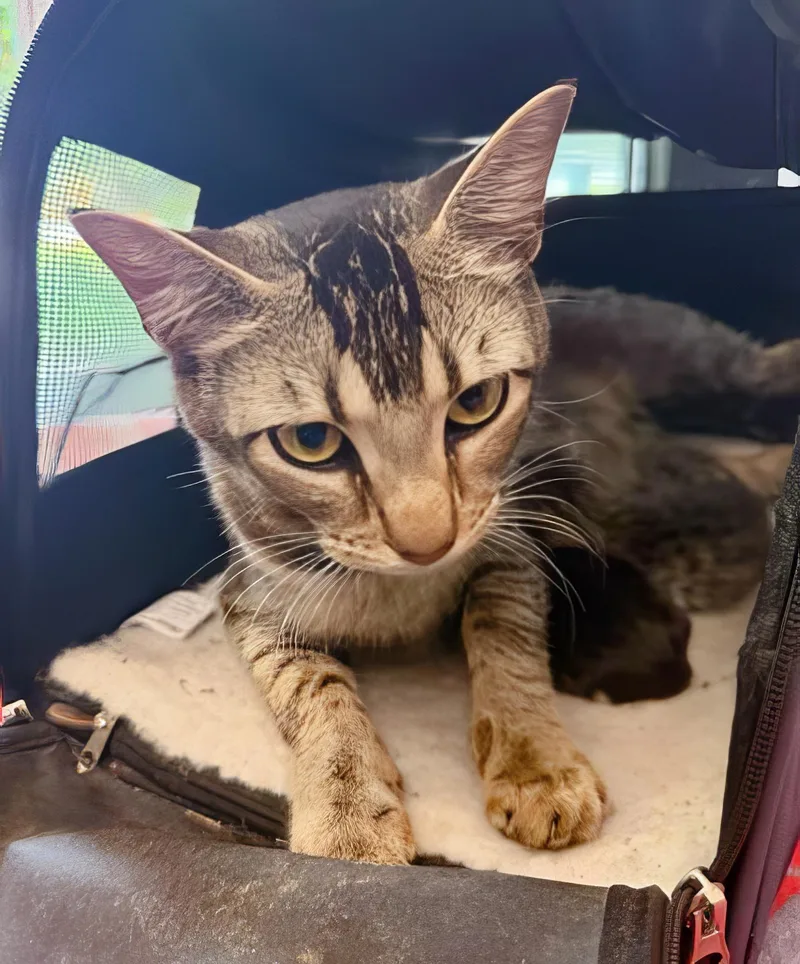 An adult medium-sized female Tabby (Brown / Chocolate) Domestic Short Hair cat named Miss Honey for adoption in Nashville, TN